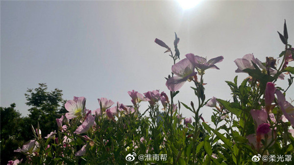 【圖說淮南】——忽驚月見新成片，還道仙荷遠(yuǎn)淖塵