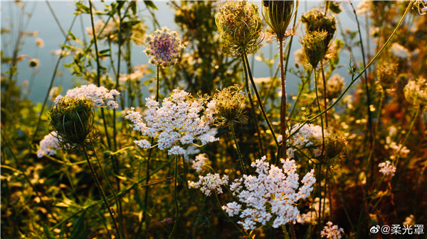 【圖說(shuō)淮南】——墻頭雨細(xì)垂纖草，水面風(fēng)回聚落花