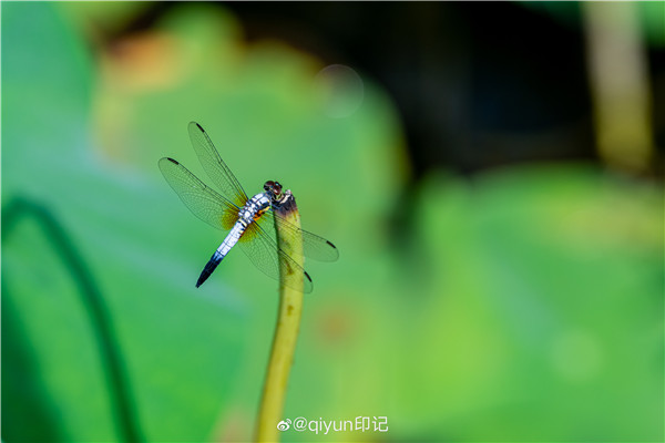 【圖說(shuō)淮南】——正是賞荷好時(shí)節(jié)