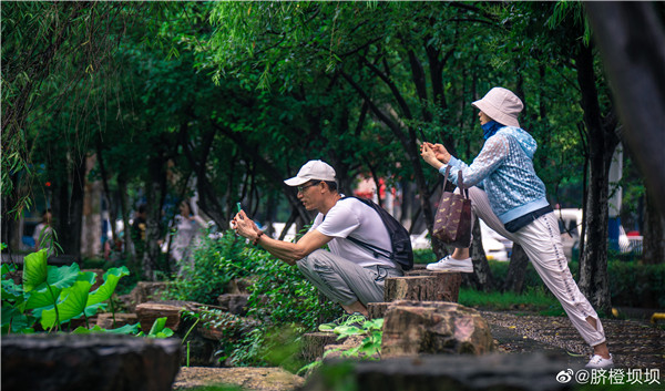 【圖說(shuō)淮南】——龍湖公園荷花開(kāi)了！曲橋荷韻美如畫(huà) ~