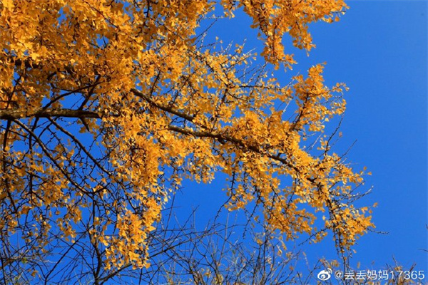 【圖說淮南】——茅仙洞銀杏景