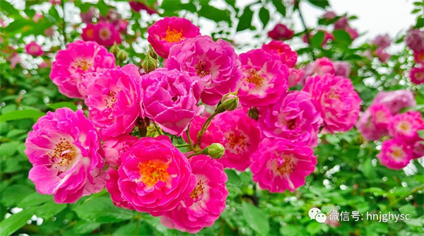 五一游玩好去處焦崗湖月季花會(huì)即將開幕