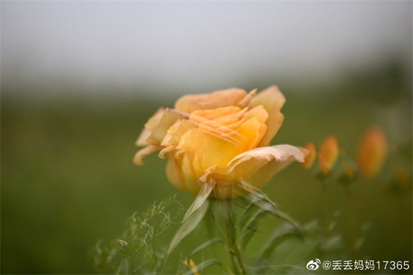 【圖說(shuō)淮南】——只道花無(wú)十日紅，此花無(wú)日不春風(fēng)