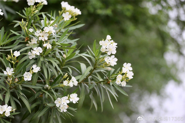 【圖說(shuō)淮南】——記錄麥?zhǔn)占竟?jié)