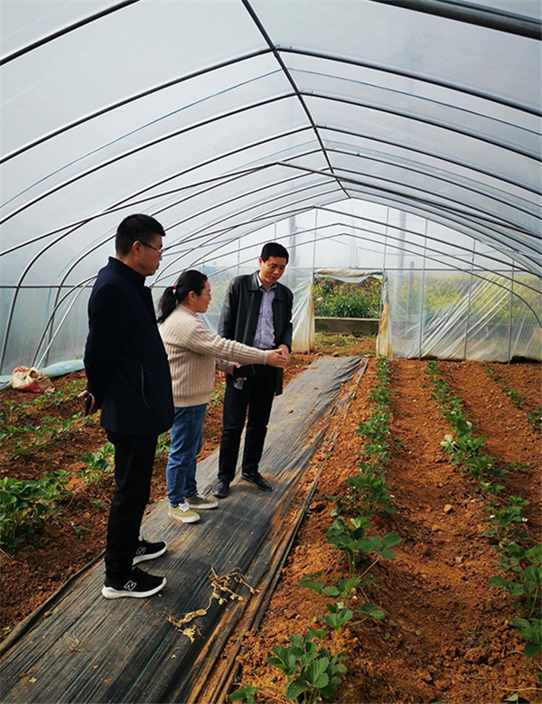 淮南市科技局對農(nóng)業(yè)領域省重點研發(fā)項目開展調(diào)研走訪